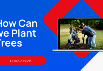10 Essential Steps We Follow to Plant Trees Successfully