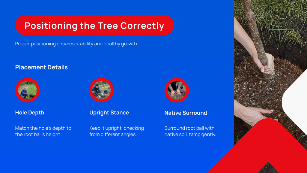 Positioning the Tree Correctly