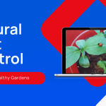 3 Effective Natural Pest Control Methods for Your Garden