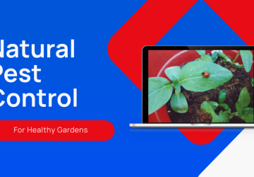 3 Effective Natural Pest Control Methods for Your Garden
