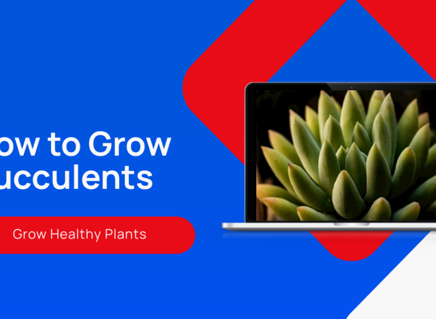 How to Grow Succulents