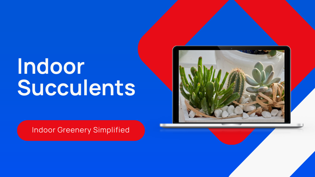 7 Indoor Succulents for Low-Light Conditions