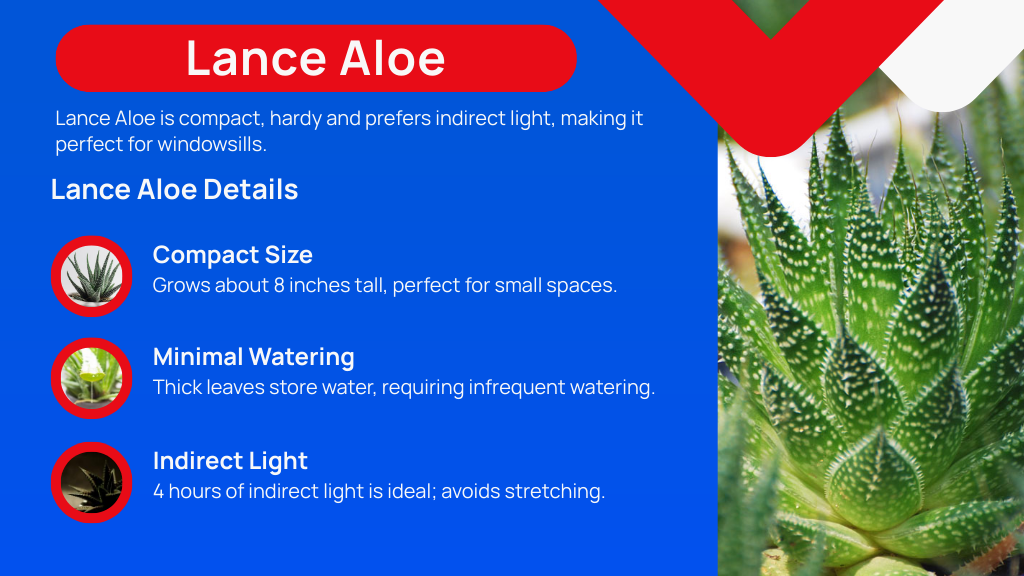 Lance Aloe