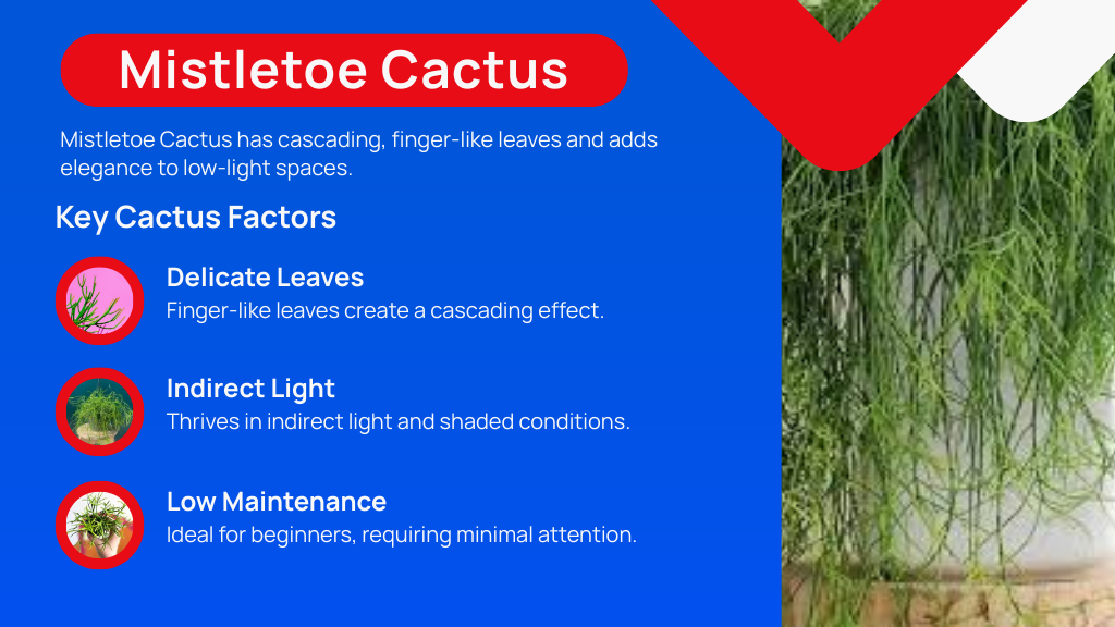 Mistletoe Cactus