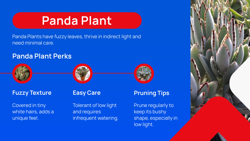 Panda Plant