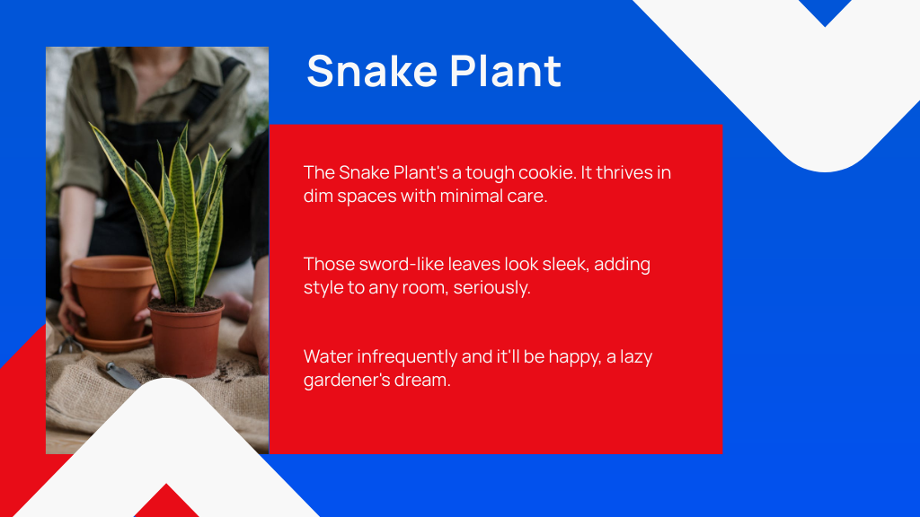 Snake Plant