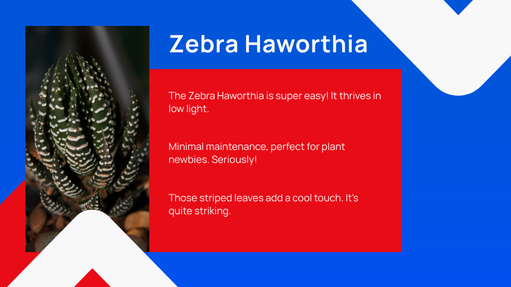 Zebra Haworthia