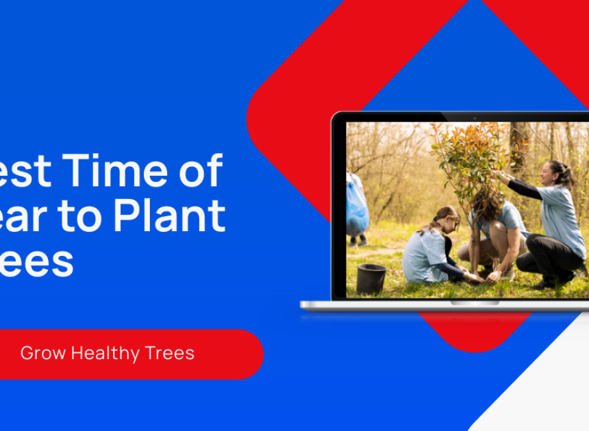 Best Time of Year to Plant Trees