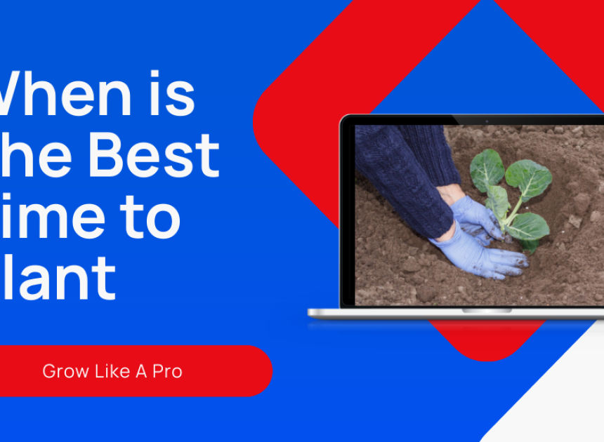 When is The Best Time to Plant