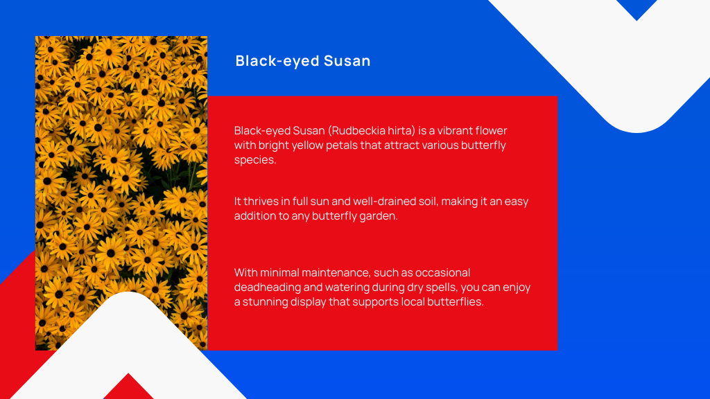 Black-eyed Susan