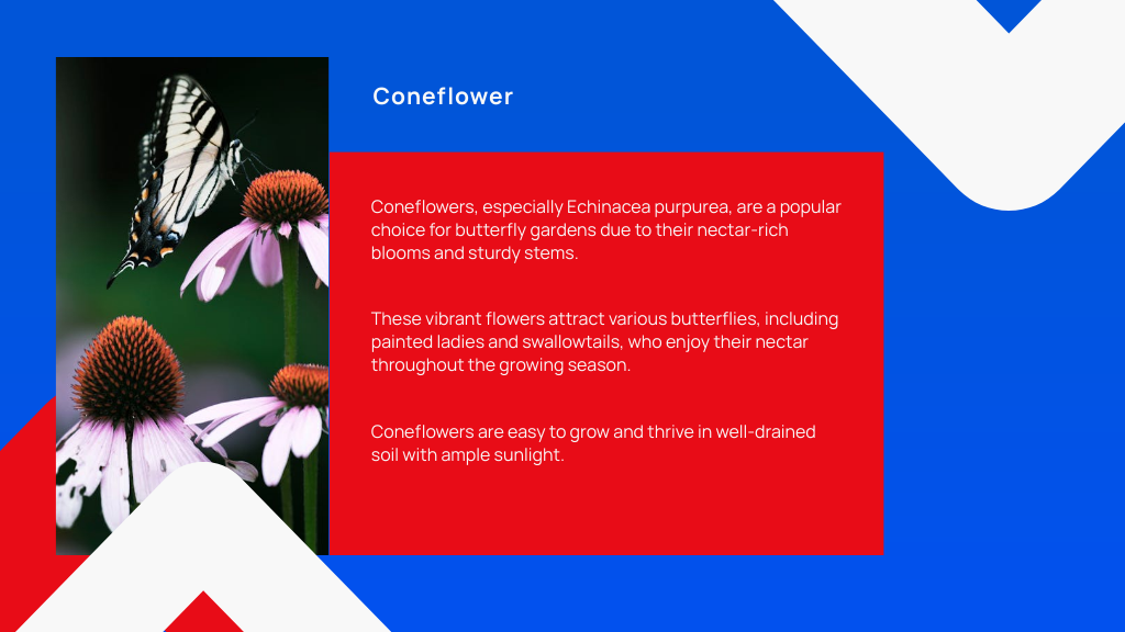 Coneflower