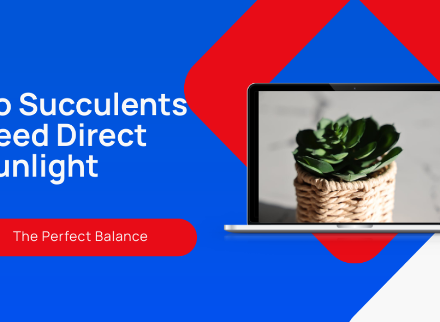 Do Succulents Need Direct Sunlight?