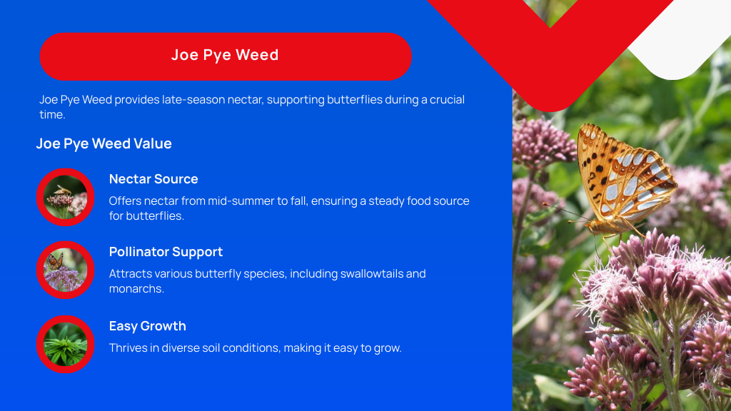 Joe Pye Weed