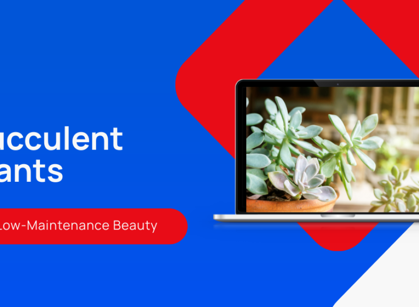 What Are Succulents Plants and Why Are They Popular?
