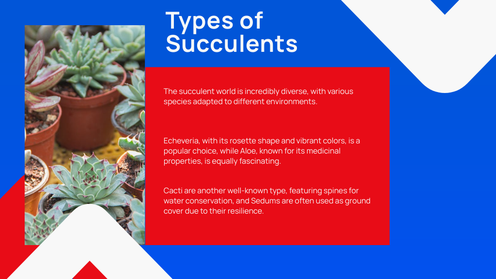 Types of Succulents